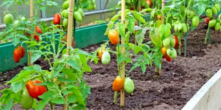 Come coltivare i pomodori: lavori e cure da fare
