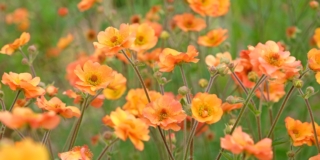 Geum