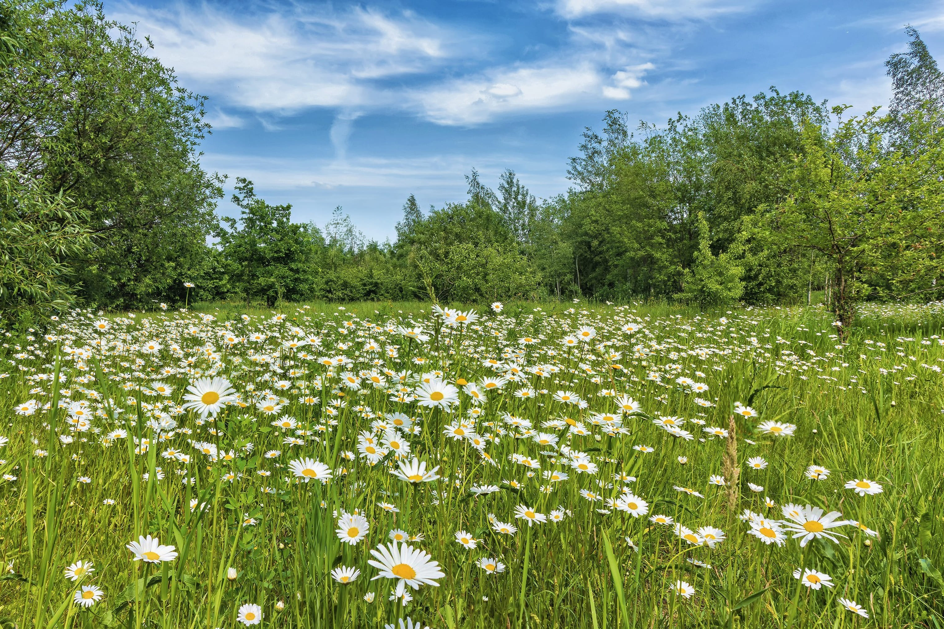 Come suggerisce il nome stesso, la pratolina cresce spontanea nei prati già a fine inverno.
