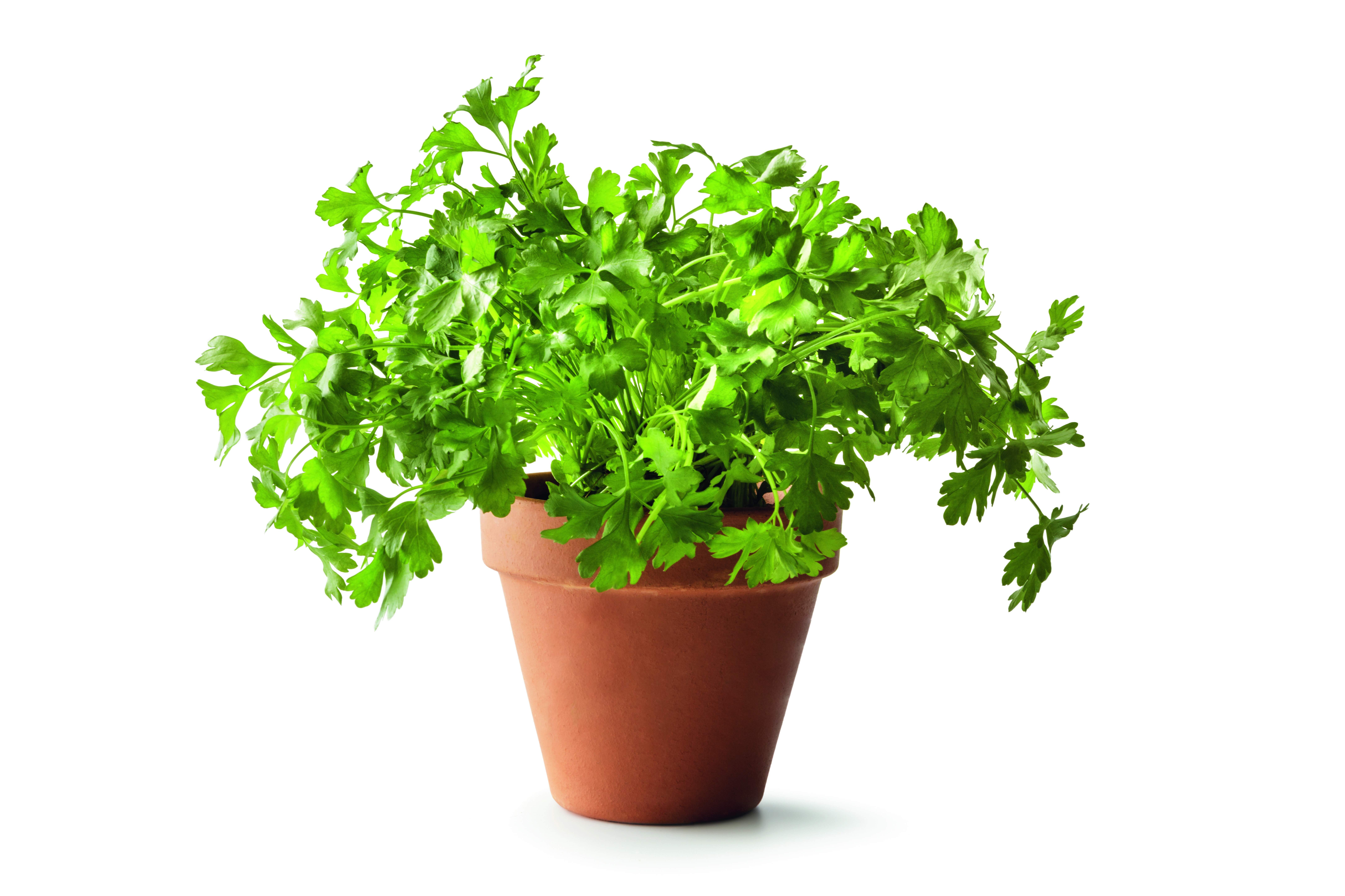 Se non si dispone di un orto o di spazio in giardino, il prezzemolo riesce a crescere senza problemi anche in vaso.