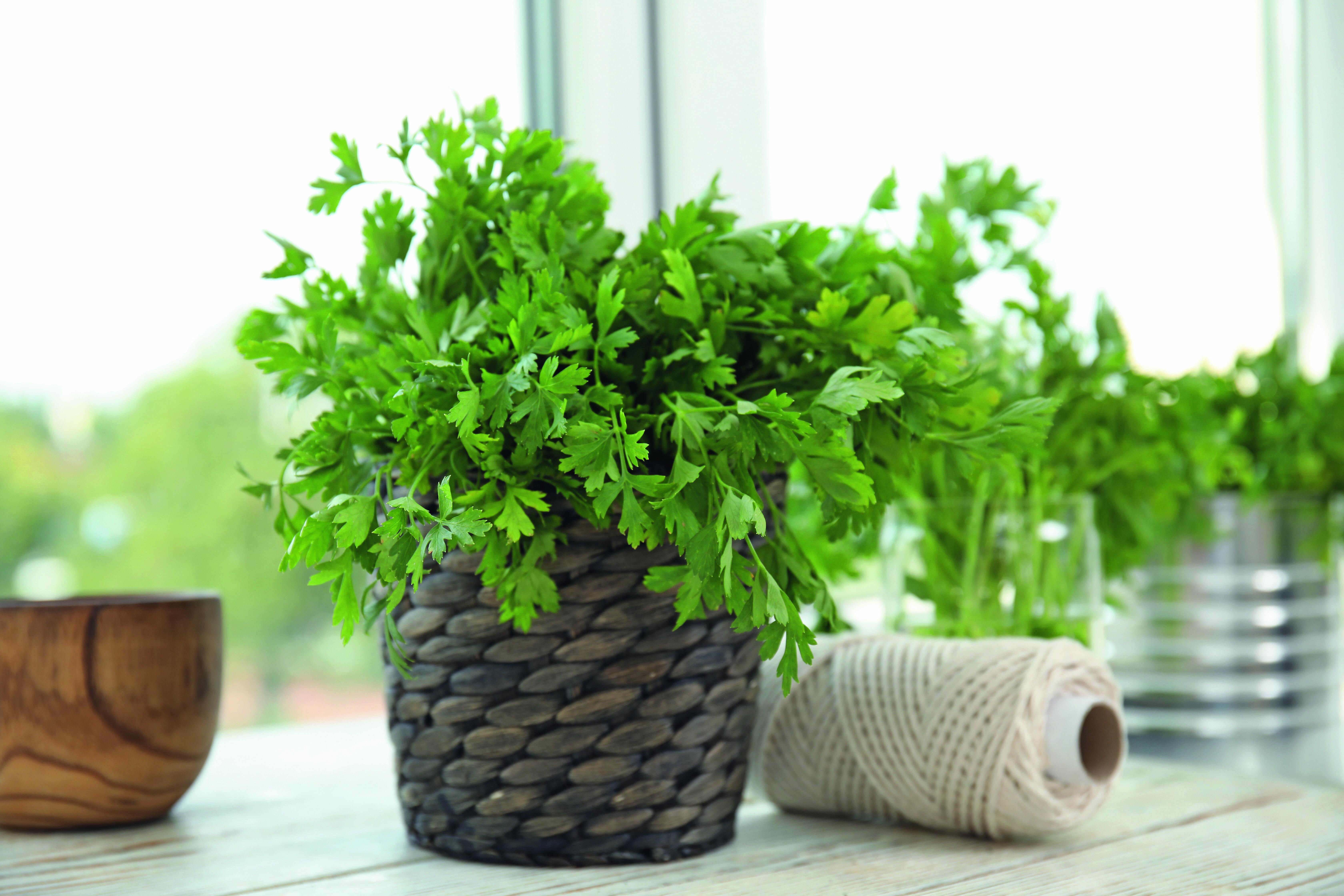 Il prezzemolo ha bisogno di piena luce ed esposizione diretta per crescere bene: anche in caso di ricovero in casa, quindi, va posto vicino alla finestra.