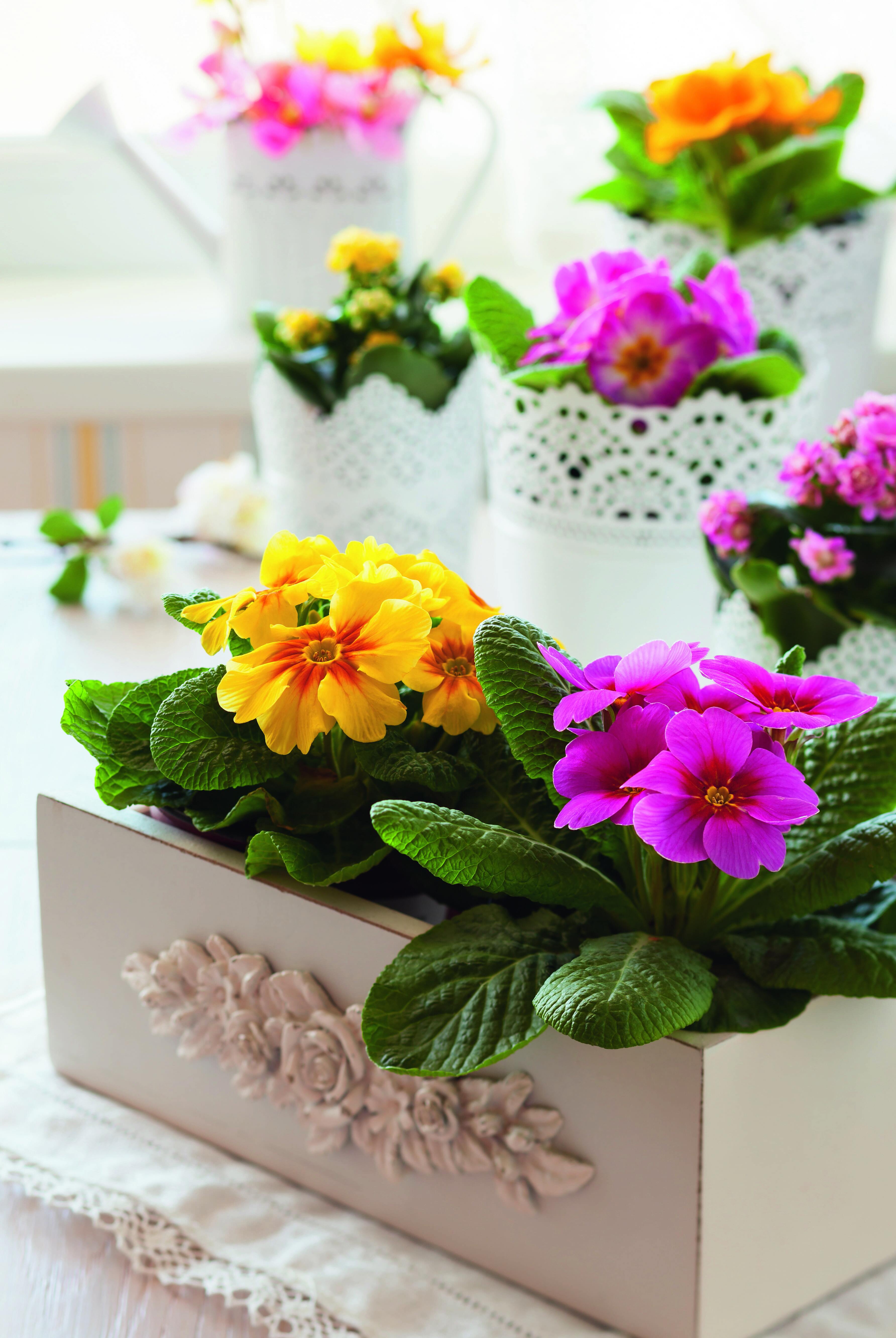 La primula può essere coltivata senza problemi anche in contenitore. La primula può essere coltivata senza problemi anche in contenitore.