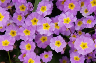 La primula ha bisogno di terreni freschi ed esposizione in ombra luminosa per fiorire copiosamente. La primula ha bisogno di terreni freschi ed esposizione in ombra luminosa per fiorire copiosamente.