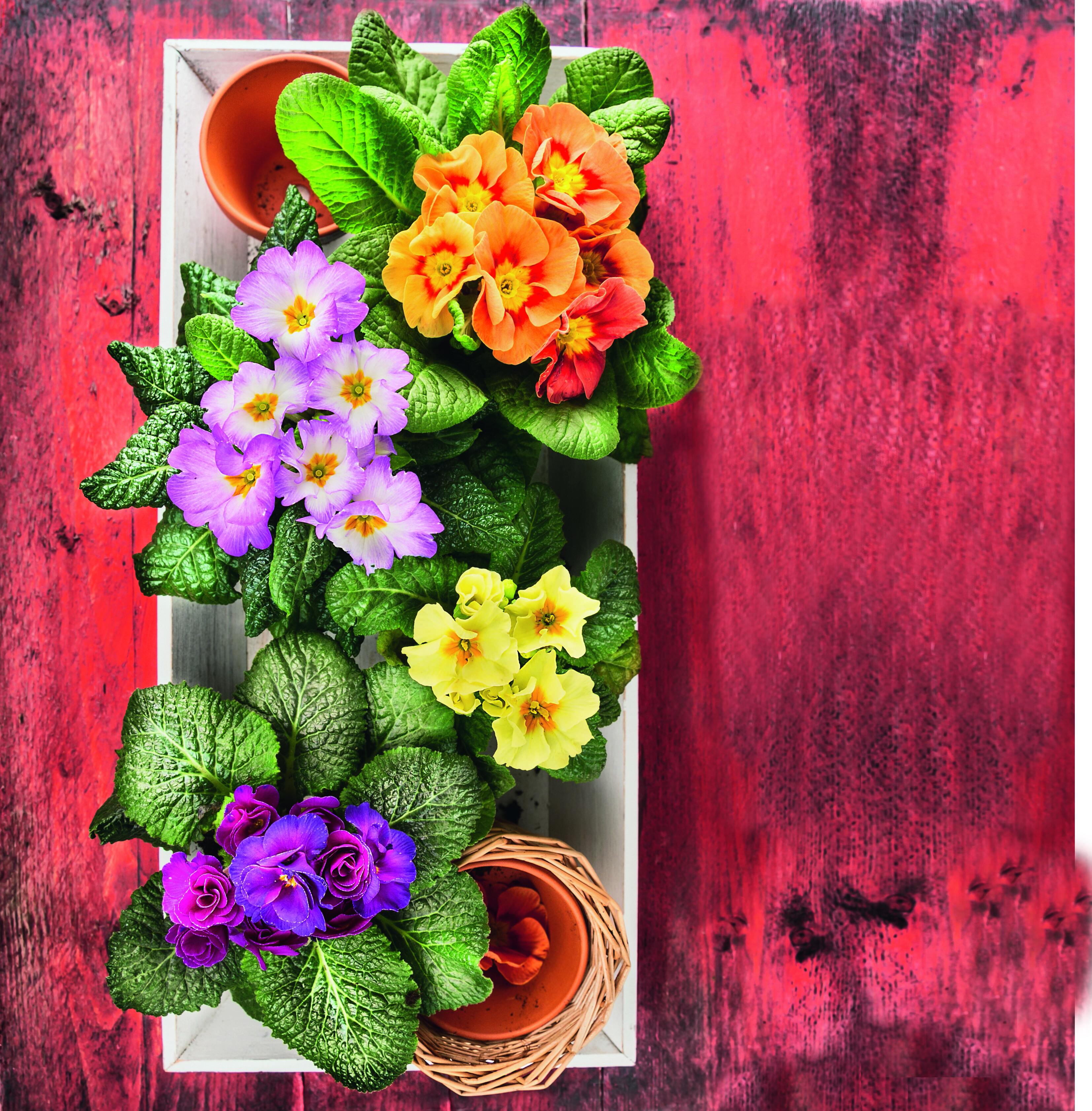La primula ha generalmente fiori tinti di giallo, ma con le innumerevoli varietà esistenti il range di colori disponibile si è notevolmente ampliato. La primula ha generalmente fiori tinti di giallo, ma con le innumerevoli varietà esistenti il range di colori disponibile si è notevolmente ampliato.