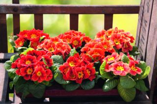 La primula è perfetta per adornare i davanzali fino all'arrivo del caldo. La primula è perfetta per adornare i davanzali fino all'arrivo del caldo.