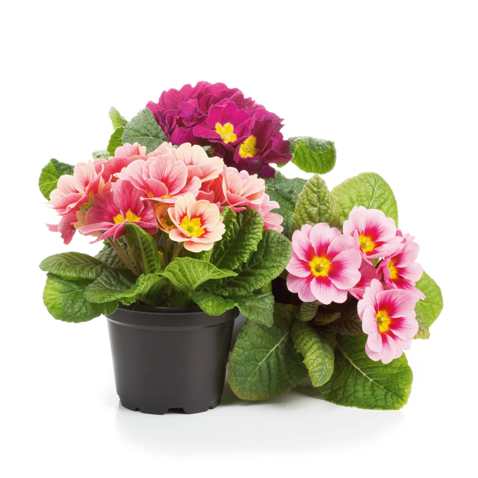 Dopo aver acquistato la primula, è bene operare subito il rinvaso perché i contenitori sono spesso troppo poco capienti. Dopo aver acquistato la primula, è bene operare subito il rinvaso perché i contenitori sono spesso troppo poco capienti.