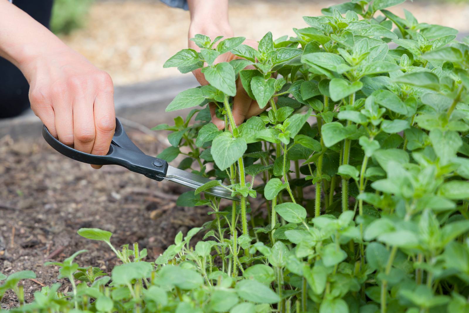 Come si vede in foto, l'origano si taglia alla base dei fusti con un paio di forbici da giardinaggio ben pulite. Come si vede in foto, l'origano si taglia alla base dei fusti con un paio di forbici da giardinaggio ben pulite.