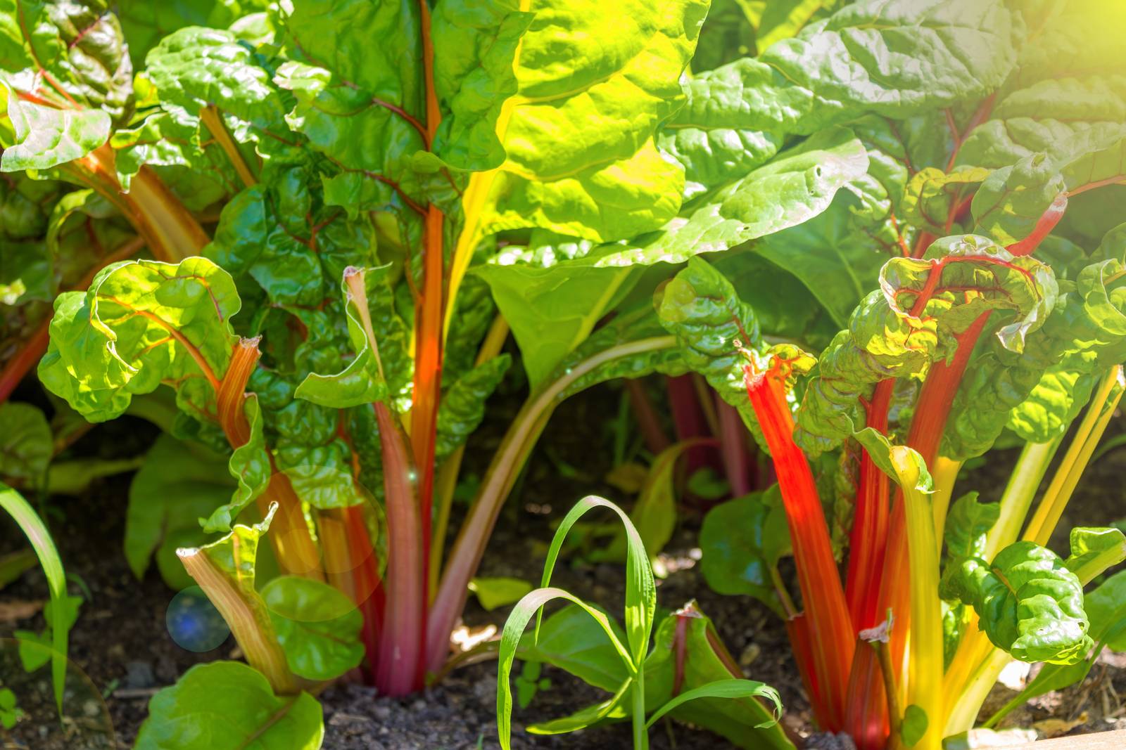 Le foglie di rabarbaro, seppur commestibili, non andrebbero consumate perché contengono acido ossalico, una sostanza pericolosa per i reni.