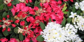 Rododendro
