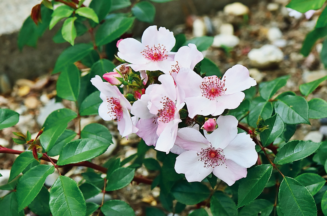 La rosa Astronomia®, dedicata all'Osservatorio di Parigi. La rosa Astronomia®, dedicata all'Osservatorio di Parigi.