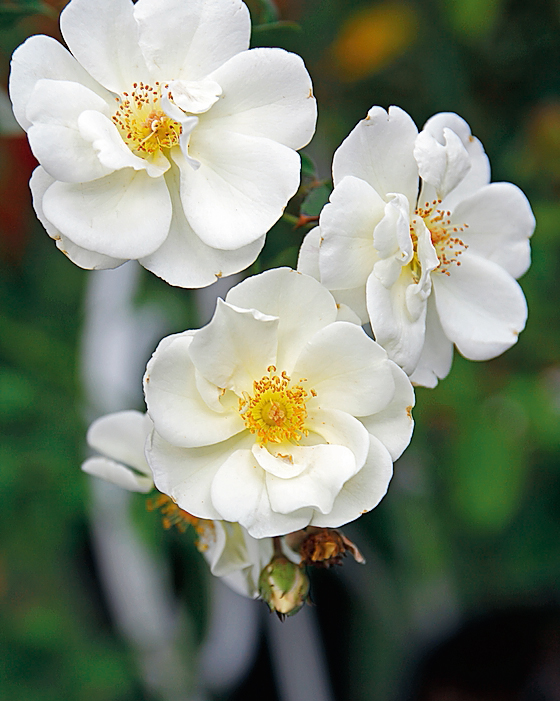 In foto, la rosa "Daybreak". In foto, la rosa "Daybreak".