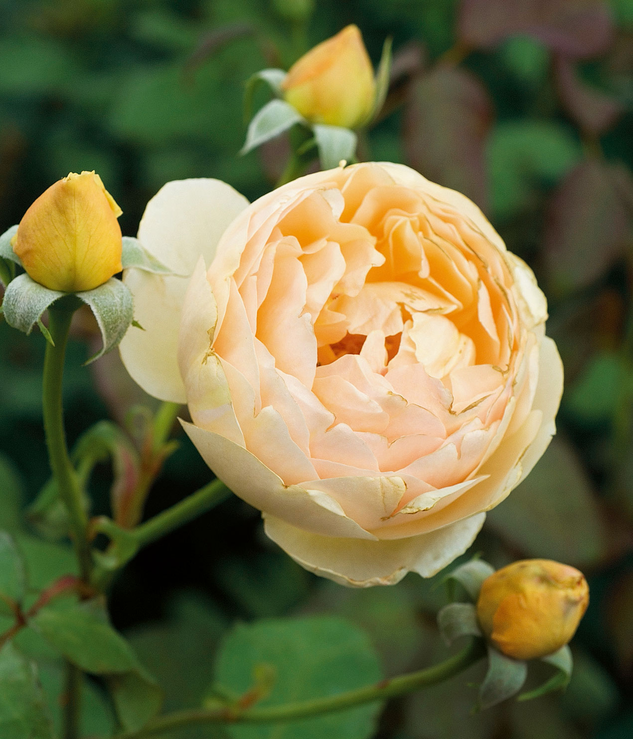 Rosa della varietà "Jude the obscure". Rosa della varietà "Jude the obscure".