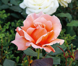 Rosa della varietà 'Just Joey' Rosa della varietà 'Just Joey'