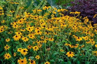 Rudbeckia