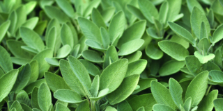 Salvia (pianta)