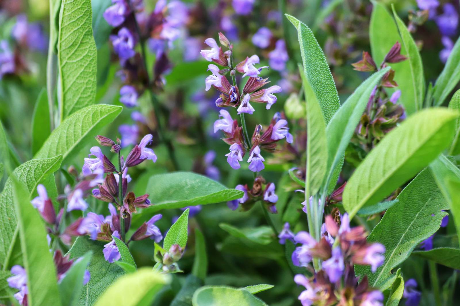 La salvia fiorisce durante l'estate producendo fiorellini viola. La salvia fiorisce durante l'estate producendo fiorellini viola.