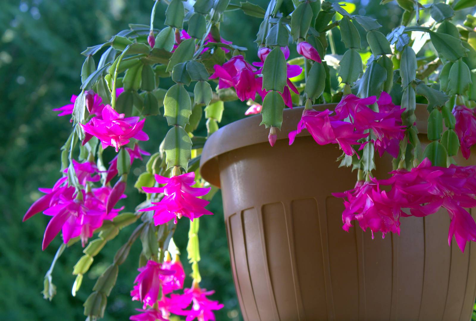 La schlumbergera regala bellissime fioriture nei colori del rosso, del rosa o del bianco.