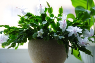 La schlumbergera, per le sue esigenze climatiche e ambientali, va coltivata in vaso nel nostro Paese.