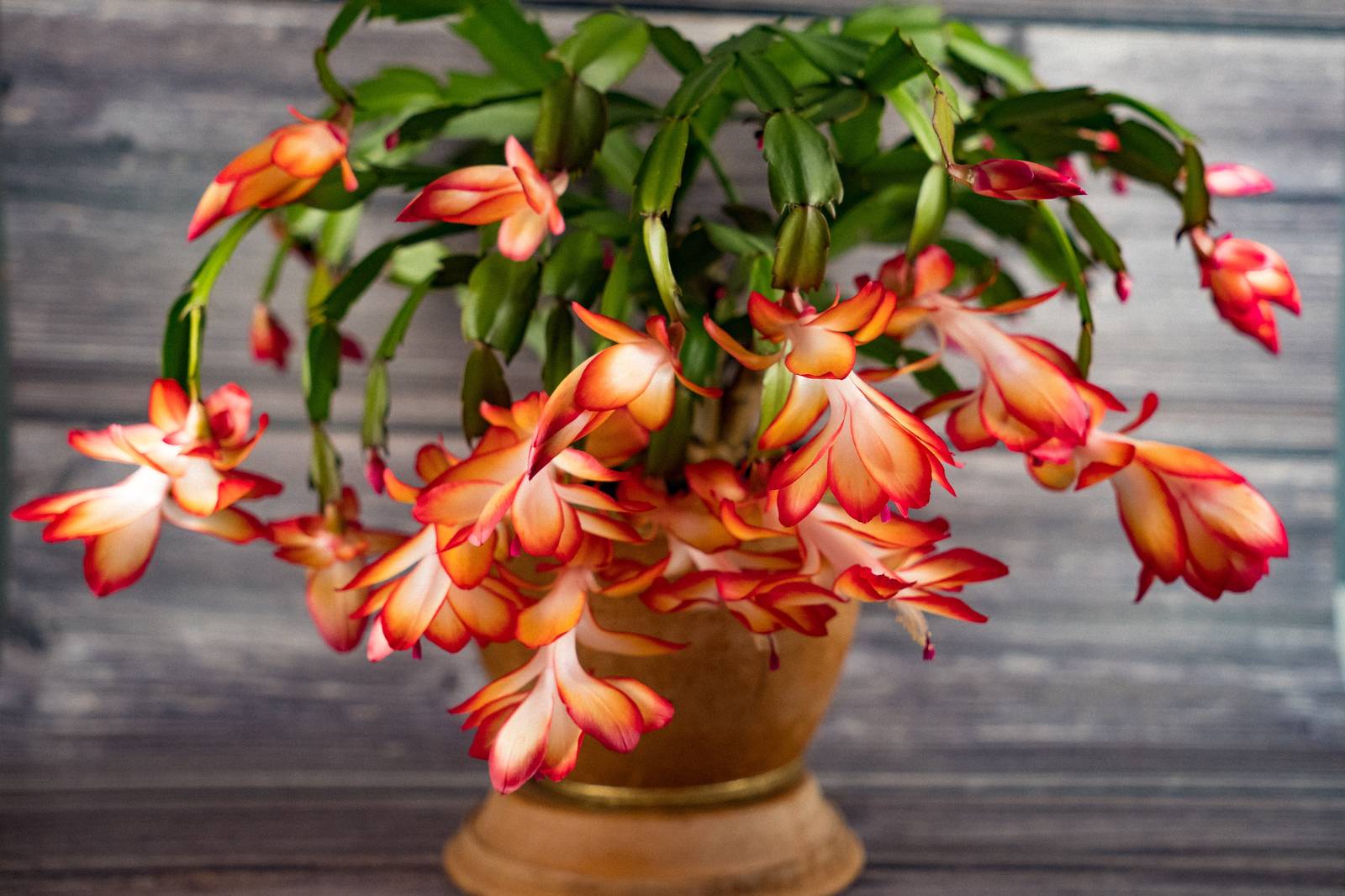 L'eliminazione periodica dei fiori appassiti aiuta la schlumbergera a mantenersi florida e in salute.
