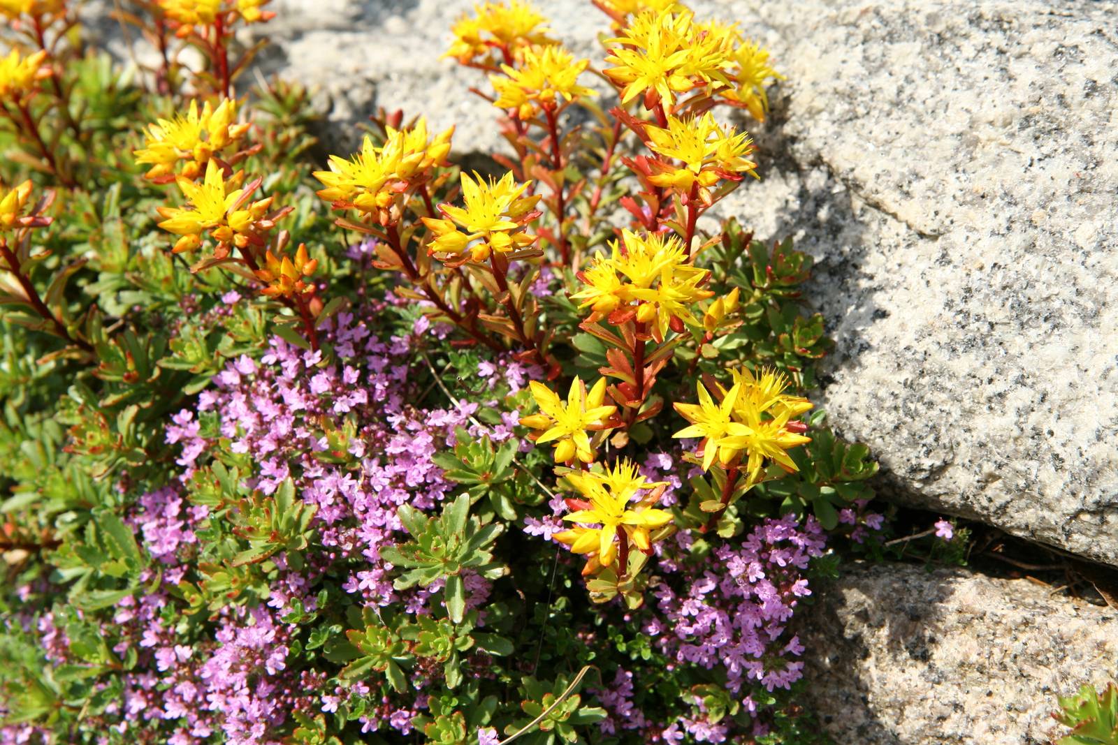 Il sedum cresce di solito anche in luoghi assolati e tra le rocce.