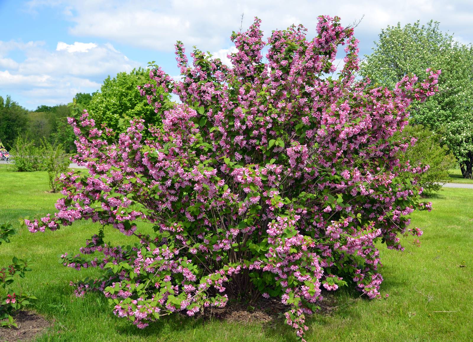 Il lillà può essere coltivato in vaso solo per qualche anno, dopodiché va messo a dimora in piena terra in giardino. Il lillà può essere coltivato in vaso solo per qualche anno, dopodiché va messo a dimora in piena terra in giardino.