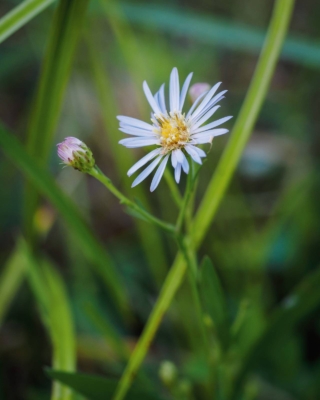 I capolini degli aster sono simili a quelli delle margherite e hanno, salvo rare eccezioni, il disco centrale giallo. I capolini degli aster sono simili a quelli delle margherite e hanno, salvo rare eccezioni, il disco centrale giallo.