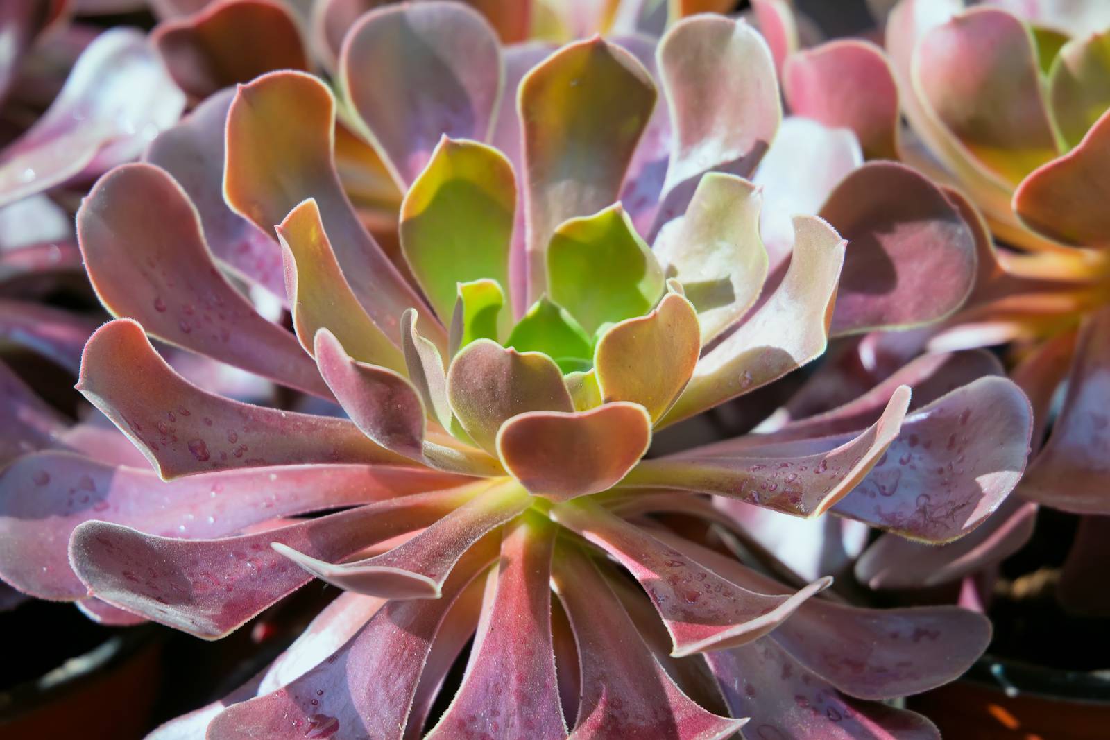 Aeonium gradisce un'esposizione sempre molto luminosa, anche diretta. Aeonium gradisce un'esposizione sempre molto luminosa, anche diretta.