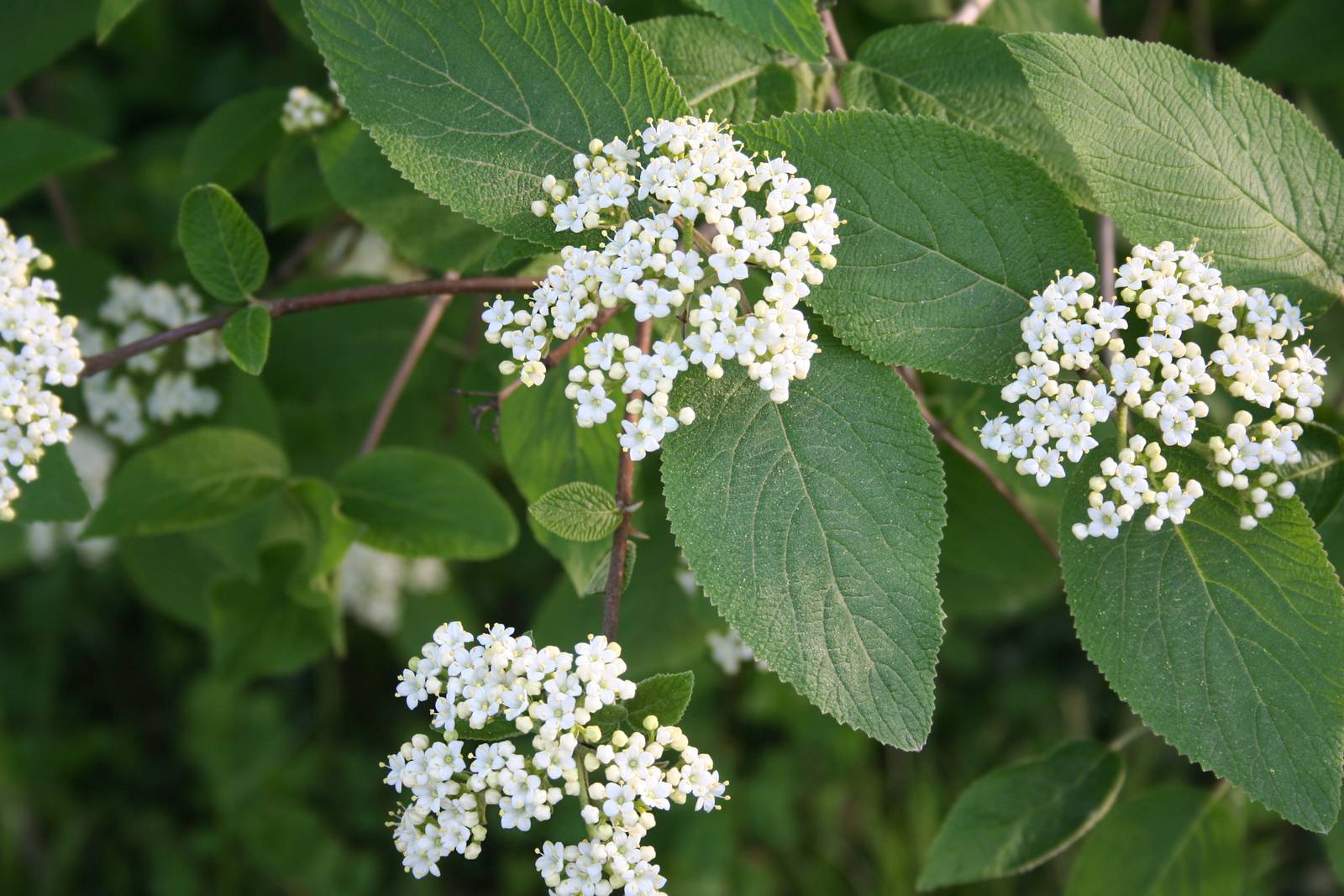 Il viburno produce spettacolari infiorescenze rosa, rosse o bianche, spesso riunite in ombrelle o pannocchie. Il viburno produce spettacolari infiorescenze rosa, rosse o bianche, spesso riunite in ombrelle o pannocchie.