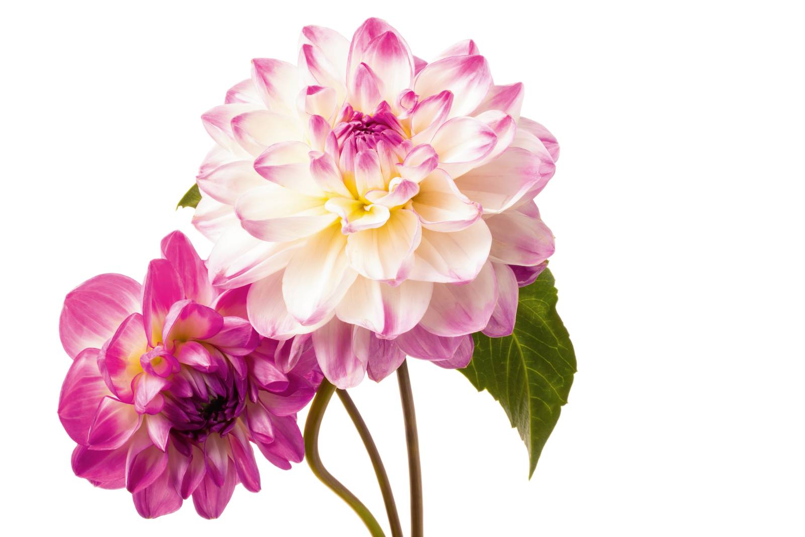 Le dalie abbelliscono balconi e giardini fino all’autunno con fiori dalle forme semplici o più complesse e colori che spaziano dal giallo al rosso, con petali dalle sorprendenti sfumature e screziature.