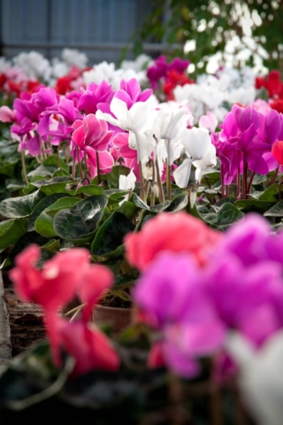 La fioritura del ciclamino, in colori che spaziano dal bianco al rosa, può iniziare fin da settembre e si protrae fino a marzo. La fioritura del ciclamino, in colori che spaziano dal bianco al rosa, può iniziare fin da settembre e si protrae fino a marzo.