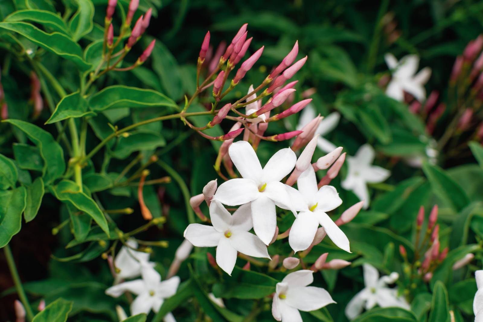 Il profumo del gelsomino gode di virtù rilassanti e calmanti, tanto che viene spesso utilizzato in aromaterapia per ridurre lo stress. Il profumo del gelsomino gode di virtù rilassanti e calmanti, tanto che viene spesso utilizzato in aromaterapia per ridurre lo stress.