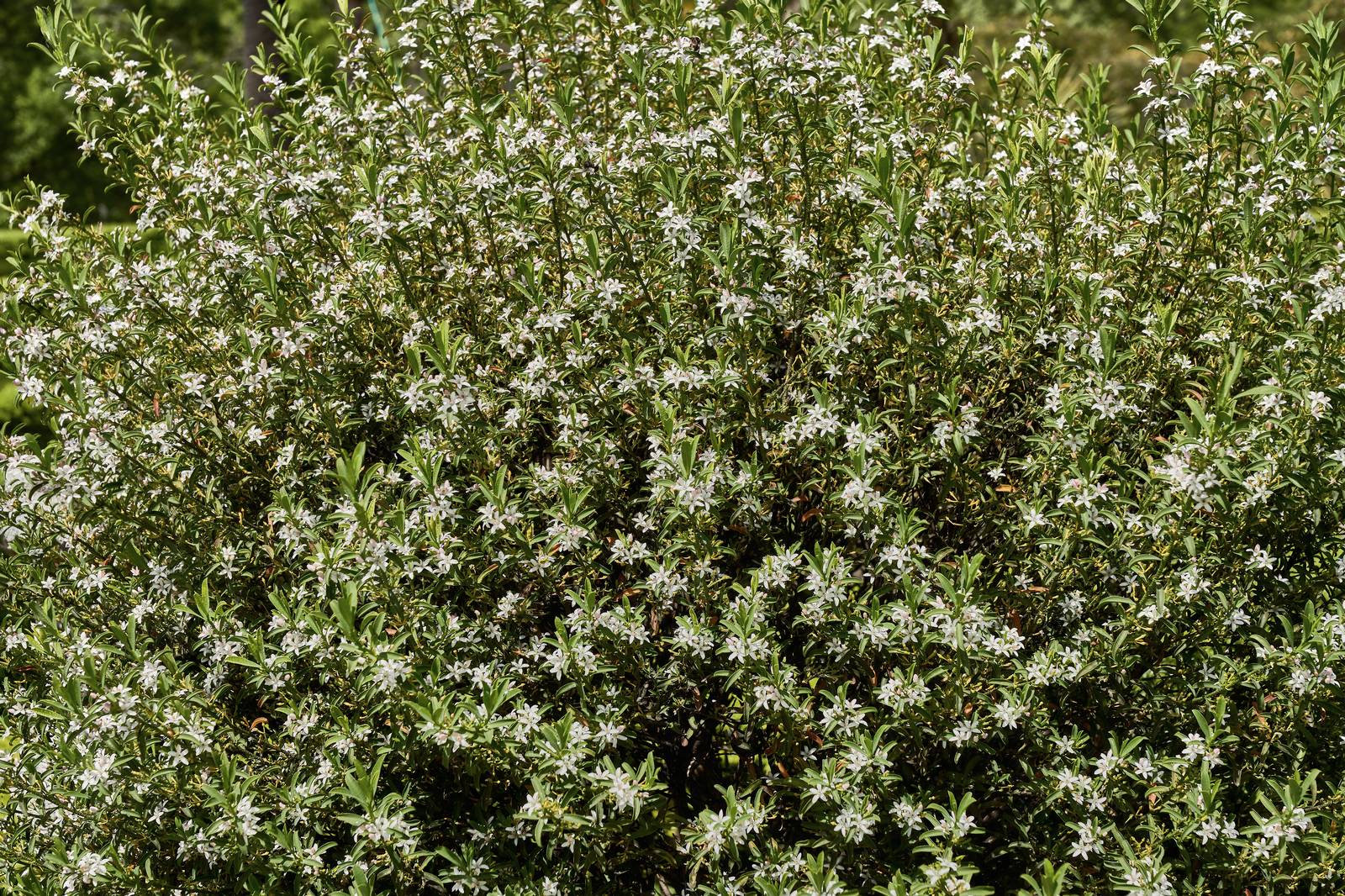 L'arancio del Messico è una pianta vigorosa, con una chioma compatta, profumatissima e molto decorativa