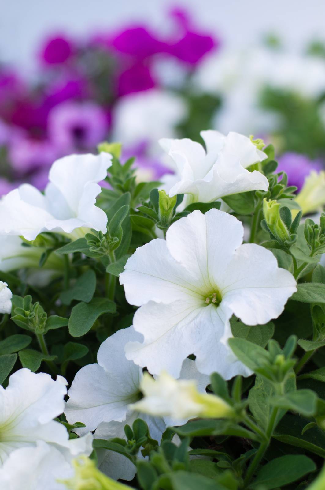 La fioritura delle petunie e davvero scenografica e molto abbondante e si protrae dalla metà della primavera fino all'autunno. La fioritura delle petunie e davvero scenografica e molto abbondante e si protrae dalla metà della primavera fino all'autunno.