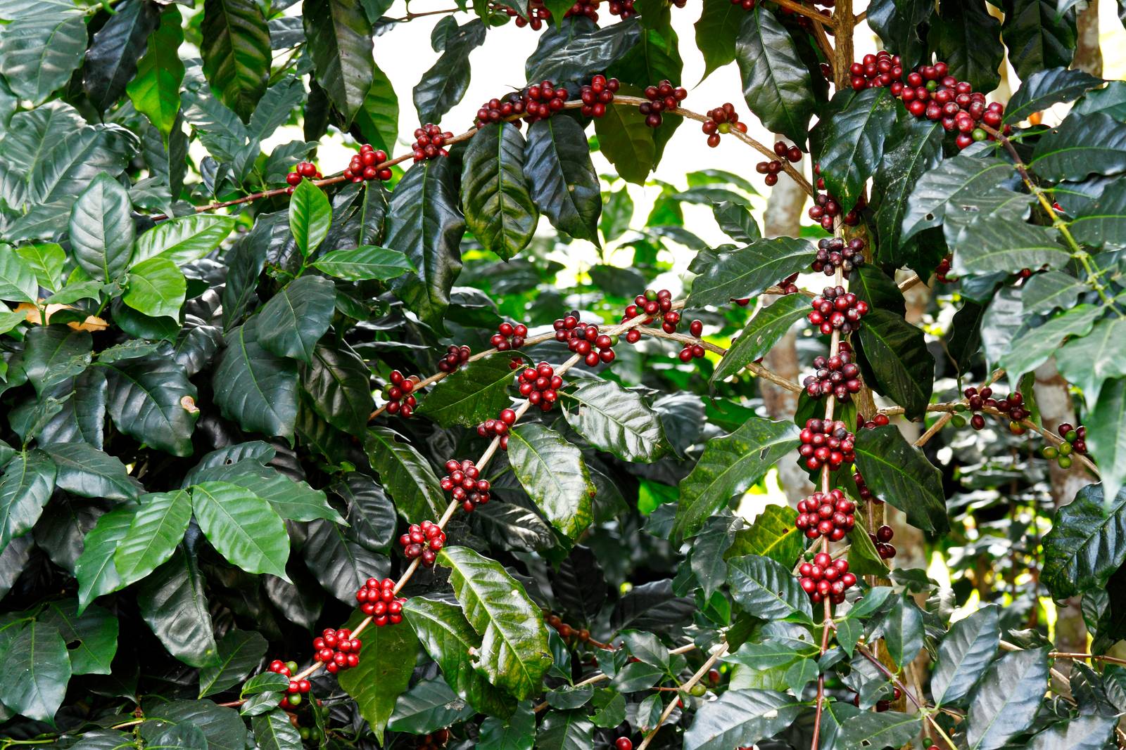 I tipici frutti rossi di Coffea arabica difficilmente compariranno in aree geografiche che non siano i Tropici, ma questo non toglie valore decorativo alla pianta. I tipici frutti rossi di Coffea arabica difficilmente compariranno in aree geografiche che non siano i Tropici, ma questo non toglie valore decorativo alla pianta.