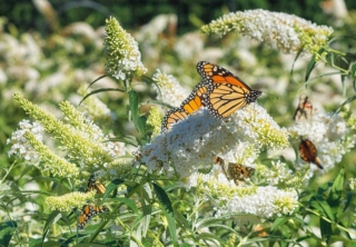 Il soprannome "albero delle farfalle" si deve proprio alla capacità della buddleja di attirare farfalle, api e bombi. Il soprannome "albero delle farfalle" si deve proprio alla capacità della buddleja di attirare farfalle, api e bombi.