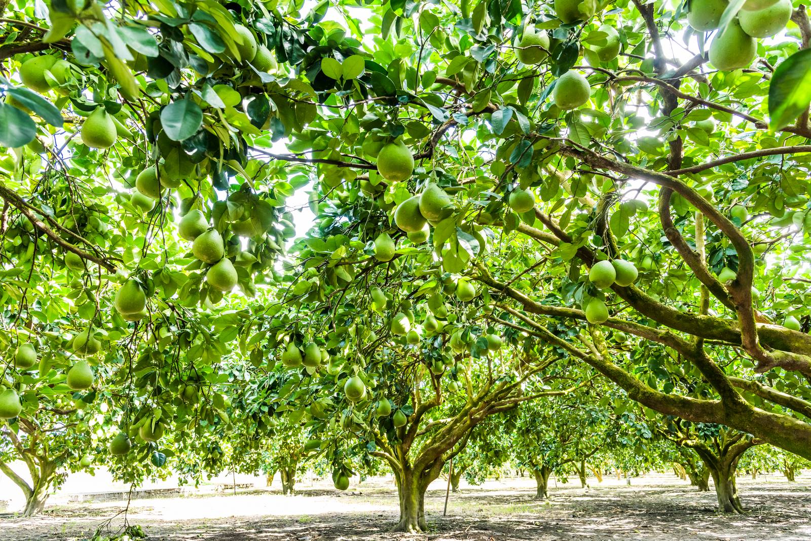 I rami allungati e provvisti di spine e il portamento arbustivo contraddistinguono l'albero di pomelo. I rami allungati e provvisti di spine e il portamento arbustivo contraddistinguono l'albero di pomelo.