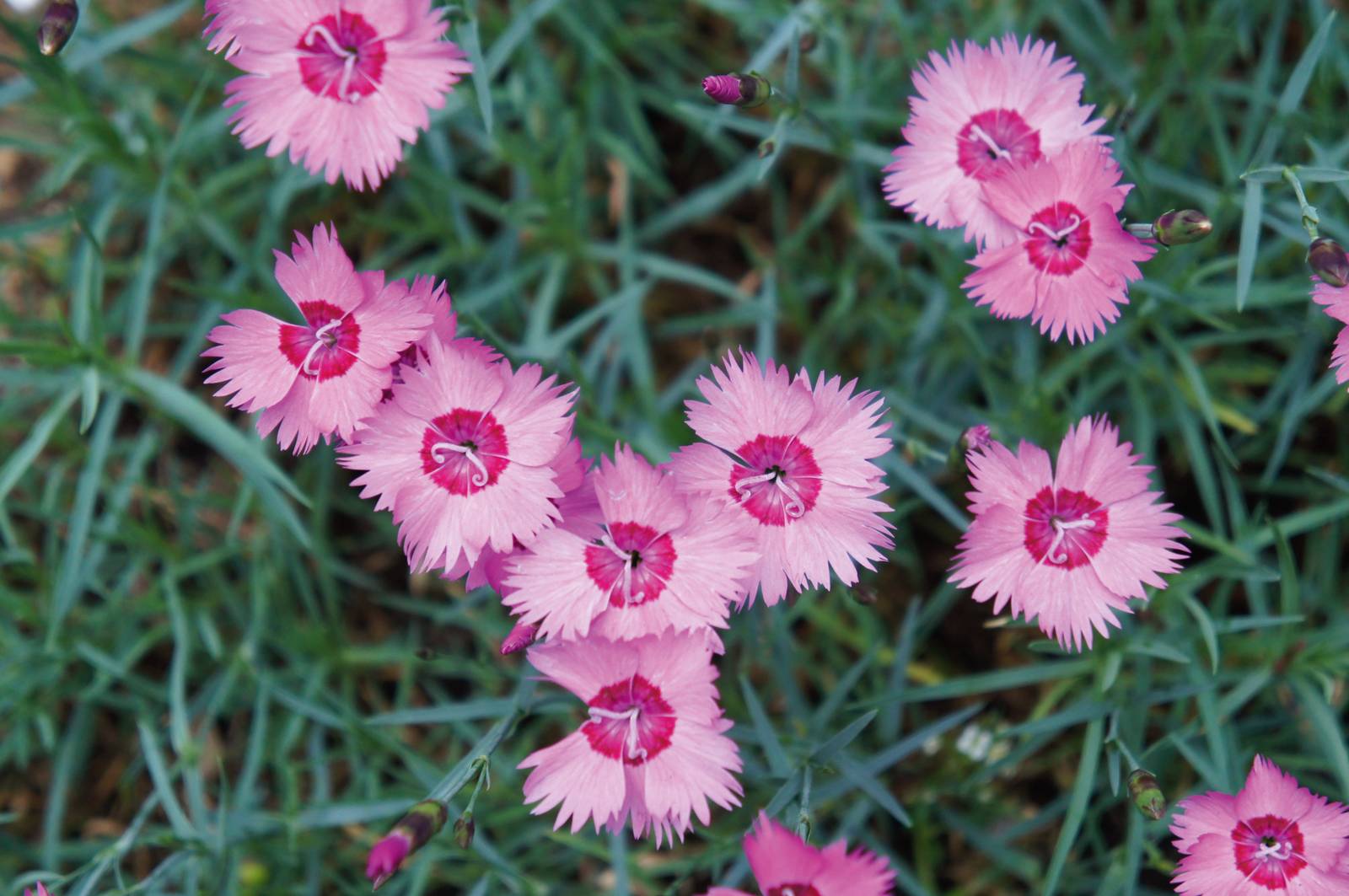 Il garofano presenta fiori isolati con corolla a cinque petali, variamente colorati. Il garofano presenta fiori isolati con corolla a cinque petali, variamente colorati.