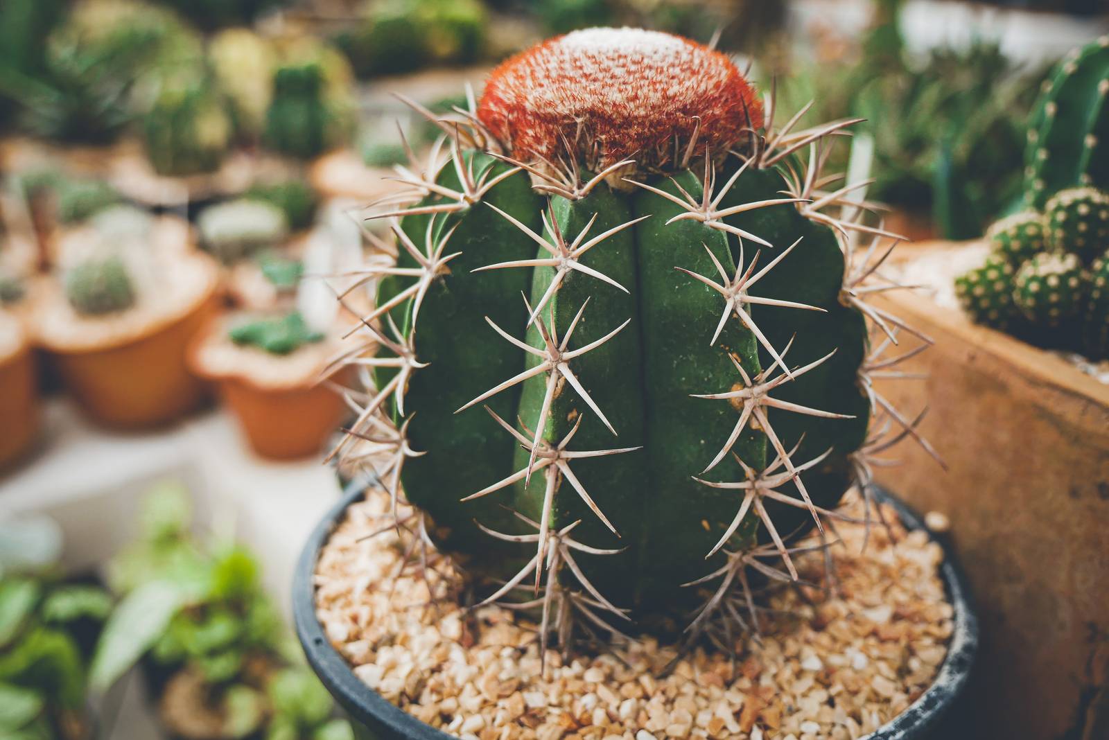 La superficie del fusto dei melocactus è suddivisa in coste verticali, lungo le quali si sviluppano spine e fiori. La superficie del fusto dei melocactus è suddivisa in coste verticali, lungo le quali si sviluppano spine e fiori.