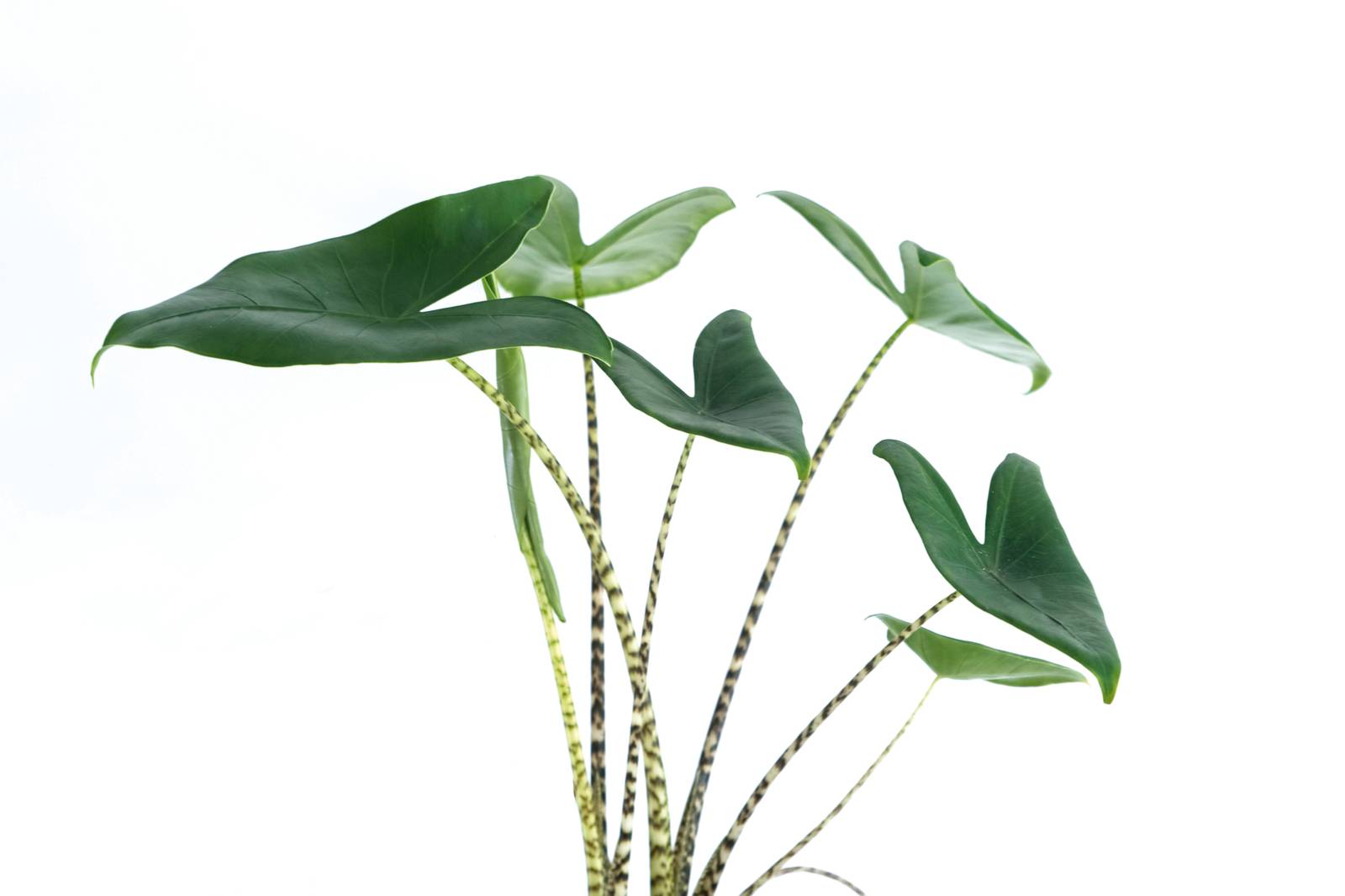 Alocasia ama l'umidità: nebulizzare le foglie con regolarità è un ottimo modo per mantenerle ben idratate. Alocasia ama l'umidità: nebulizzare le foglie con regolarità è un ottimo modo per mantenerle ben idratate.