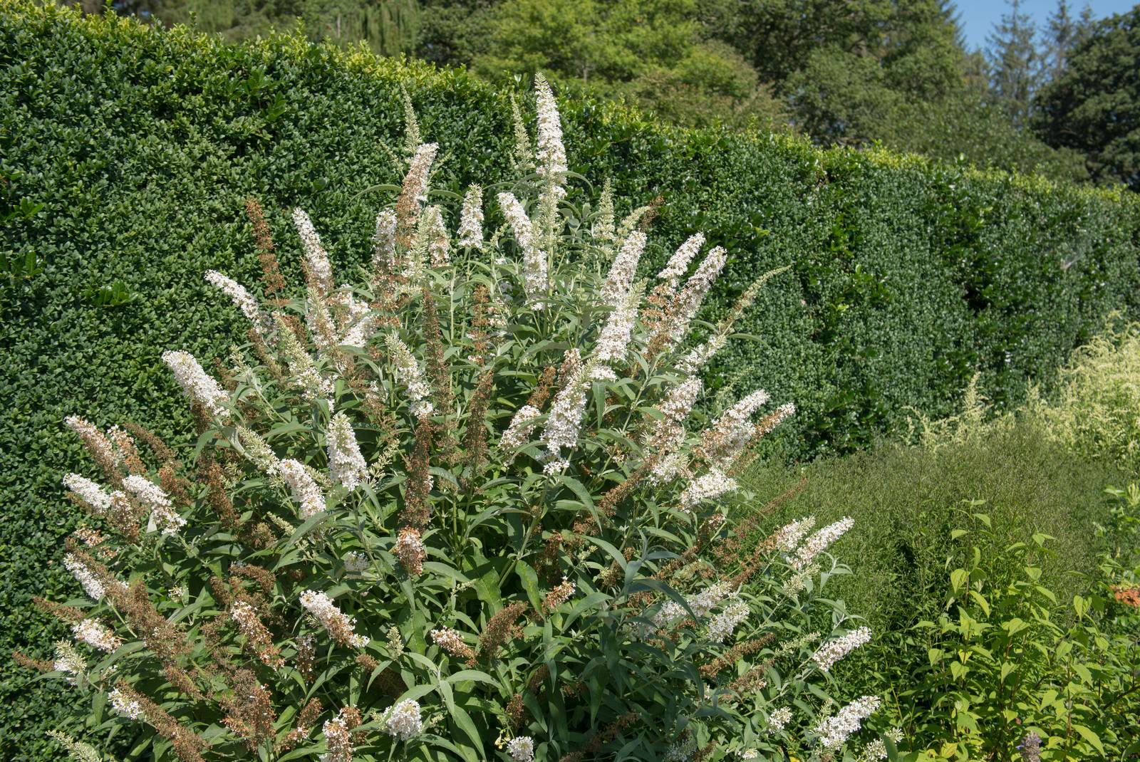 Buddleja davidii varietà 'Darent Valley'. Buddleja davidii varietà 'Darent Valley'.