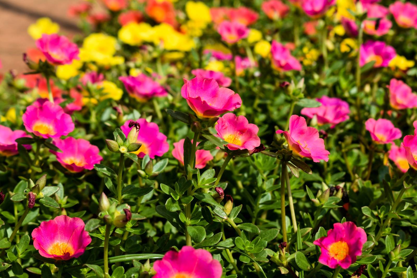 Portulaca Flower Portulaca Flower