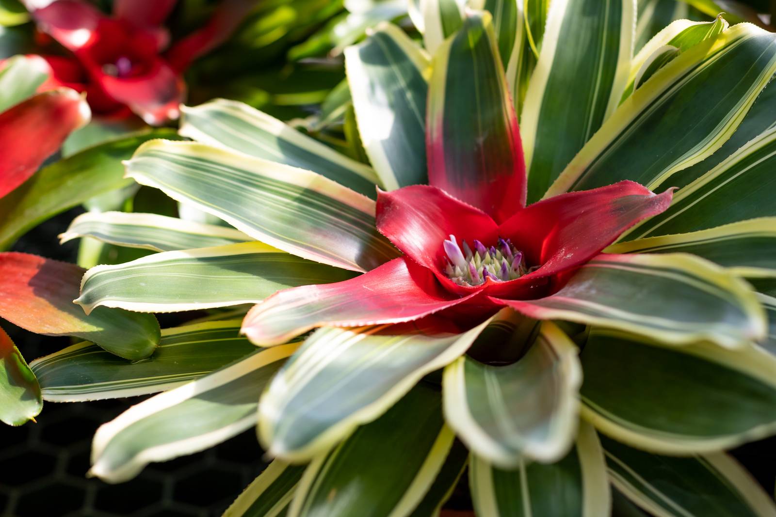 È attraverso il pozzetto che la neoregelia va annaffiata e nutrita. È attraverso il pozzetto che la neoregelia va annaffiata e nutrita.