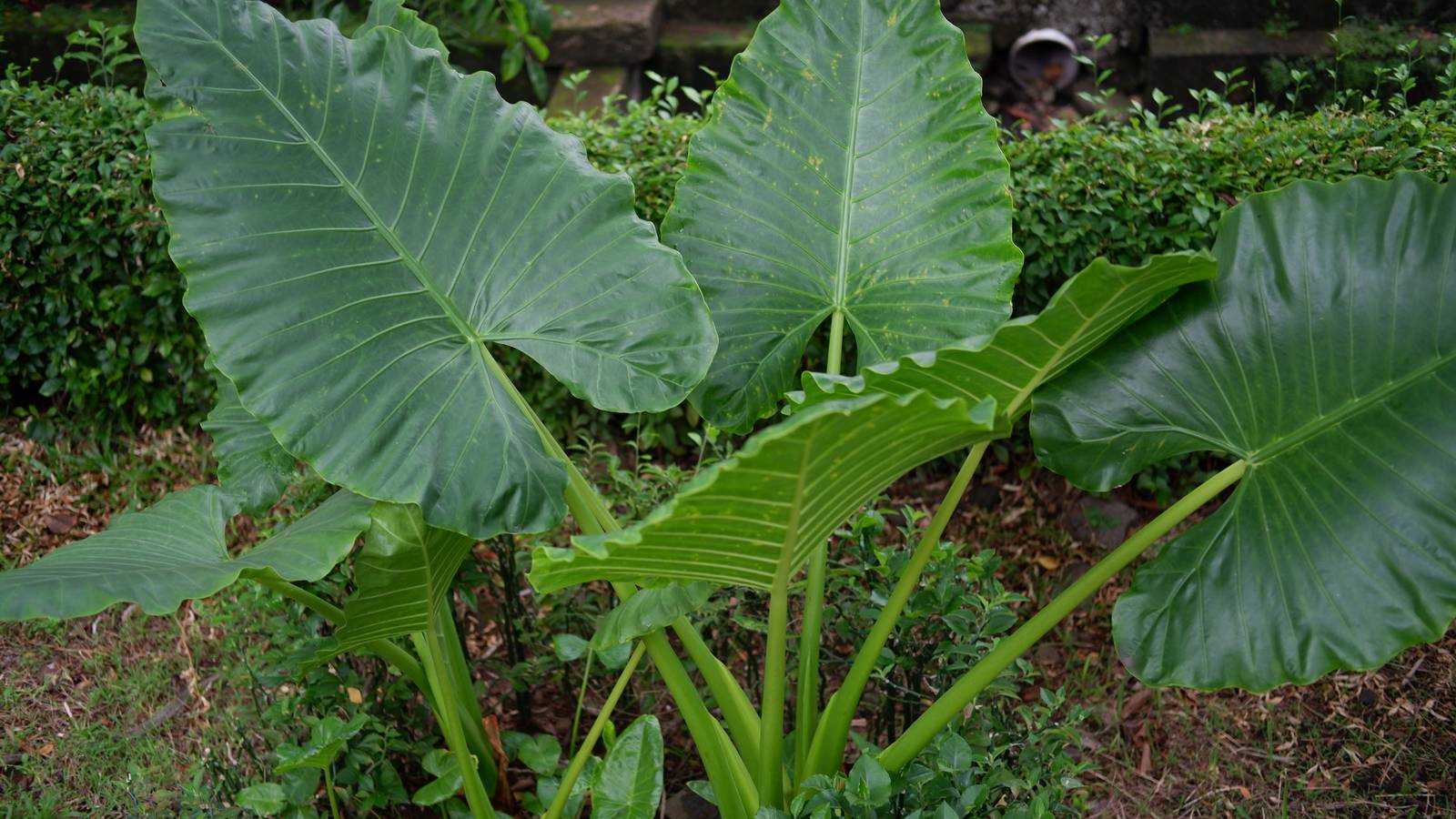 Oltre alle dimensioni, un'altra particolarità delle foglie di alocasia sono le nervature davvero particolari, bellissime da vedere. Oltre alle dimensioni, un'altra particolarità delle foglie di alocasia sono le nervature davvero particolari, bellissime da vedere.
