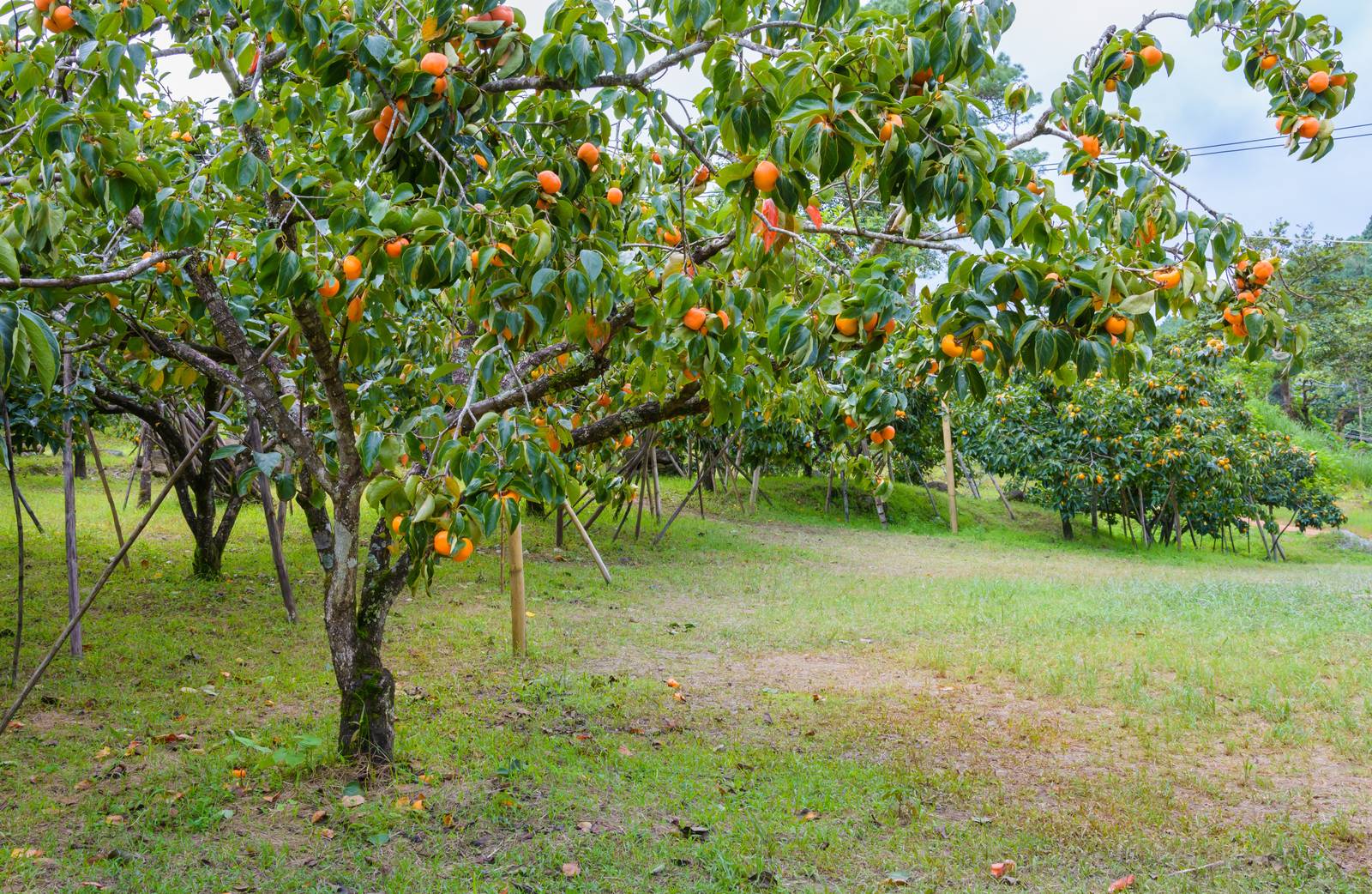 L'albero di cachi è capace di una bell’ombra nel periodo estivo e diventa molto decorativo nella stagione autunnale perché le foglie, prima di cadere, assumono un intenso colore rosso e poi dorato. L'albero di cachi è capace di una bell’ombra nel periodo estivo e diventa molto decorativo nella stagione autunnale perché le foglie, prima di cadere, assumono un intenso colore rosso e poi dorato.