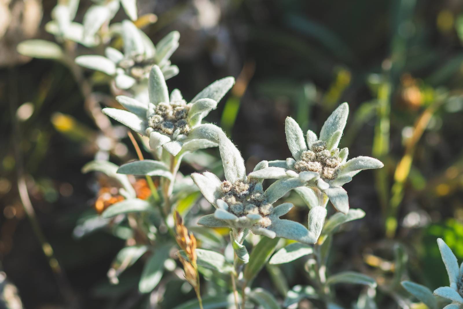 La peluria argentata che ricopre i petali della stella alpina costituisce una protezione dai raggi solari, non dal freddo come spesso si crede. La peluria argentata che ricopre i petali della stella alpina costituisce una protezione dai raggi solari, non dal freddo come spesso si crede.