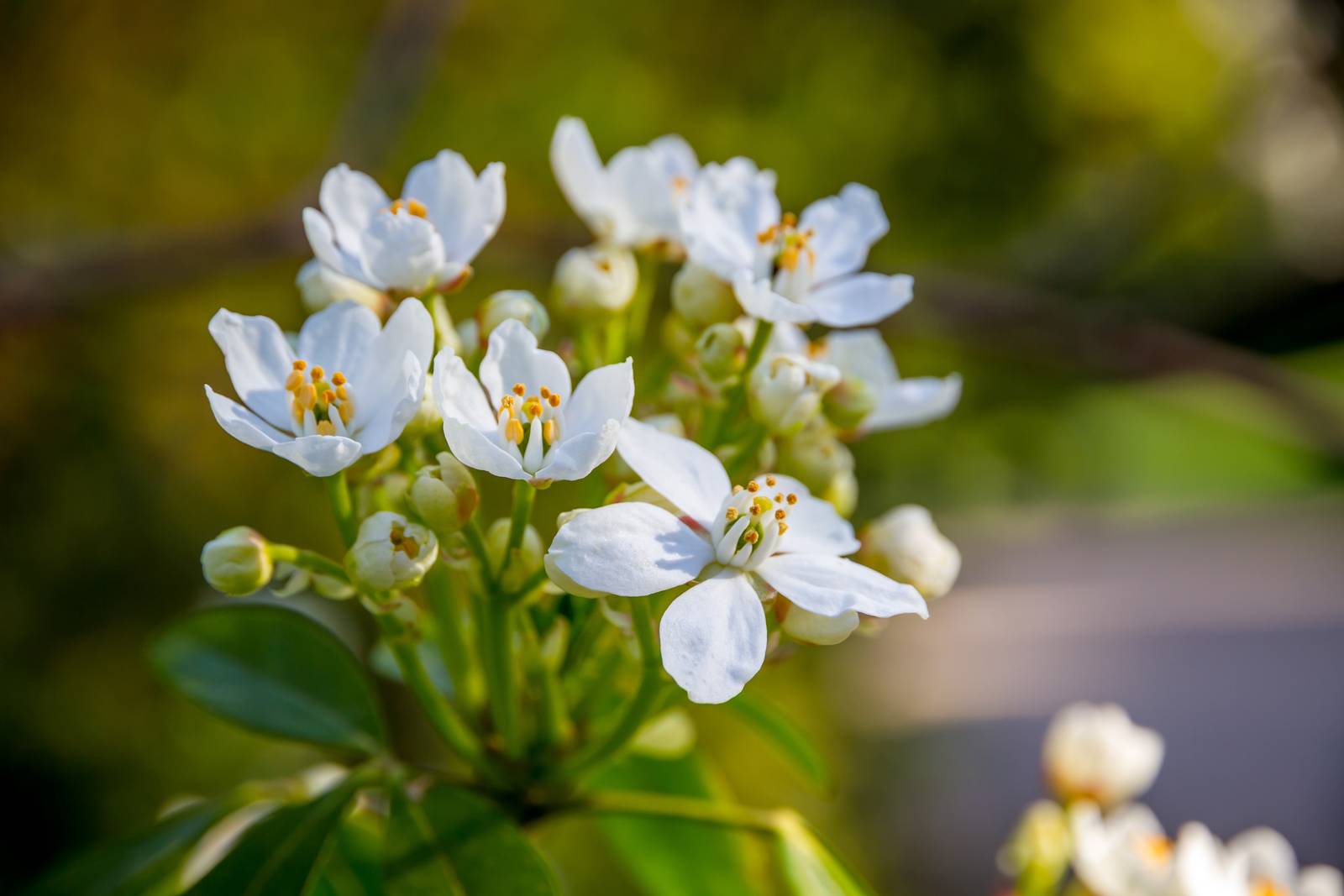 I fiori di choisya sono piccoli e delicati, a forma di stella e riuniti in mazzetti apicali, di un bel colore bianco candido.