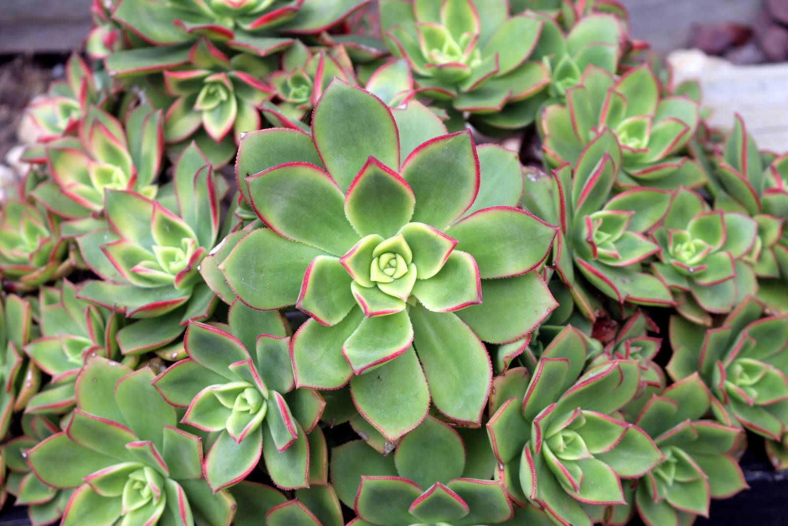 Gli aeonium sono succulente piuttosto robuste, capaci di sopportare relativamente bene il freddo. Gli aeonium sono succulente piuttosto robuste, capaci di sopportare relativamente bene il freddo.