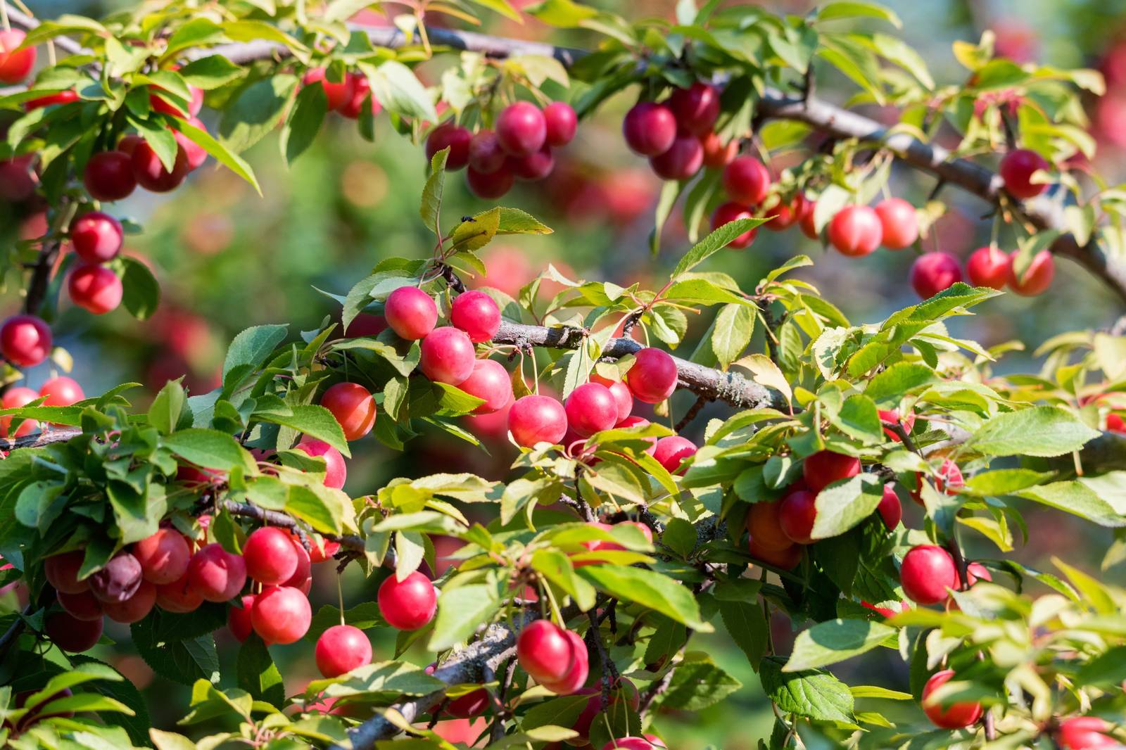 Prunus,Cerasifera,Or,Cherry,Plum.,Branch,With,Red,Fruits. Prunus,Cerasifera,Or,Cherry,Plum.,Branch,With,Red,Fruits.