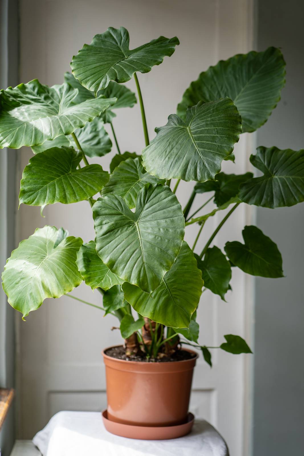 Alocasia è una pianta da interno davvero maestosa, adatta a ogni ambiente. Alocasia è una pianta da interno davvero maestosa, adatta a ogni ambiente.