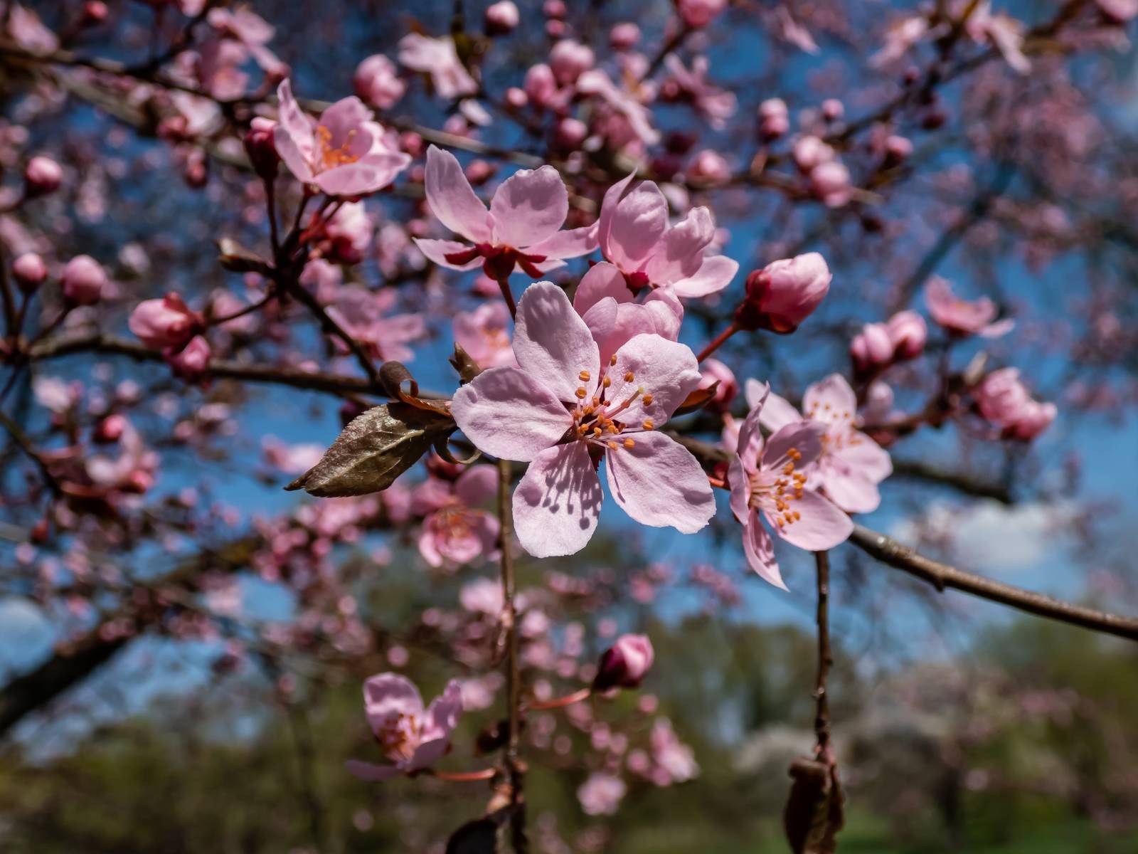 I fiori di mirabolano sbocciano in primavera. I fiori di mirabolano sbocciano in primavera.